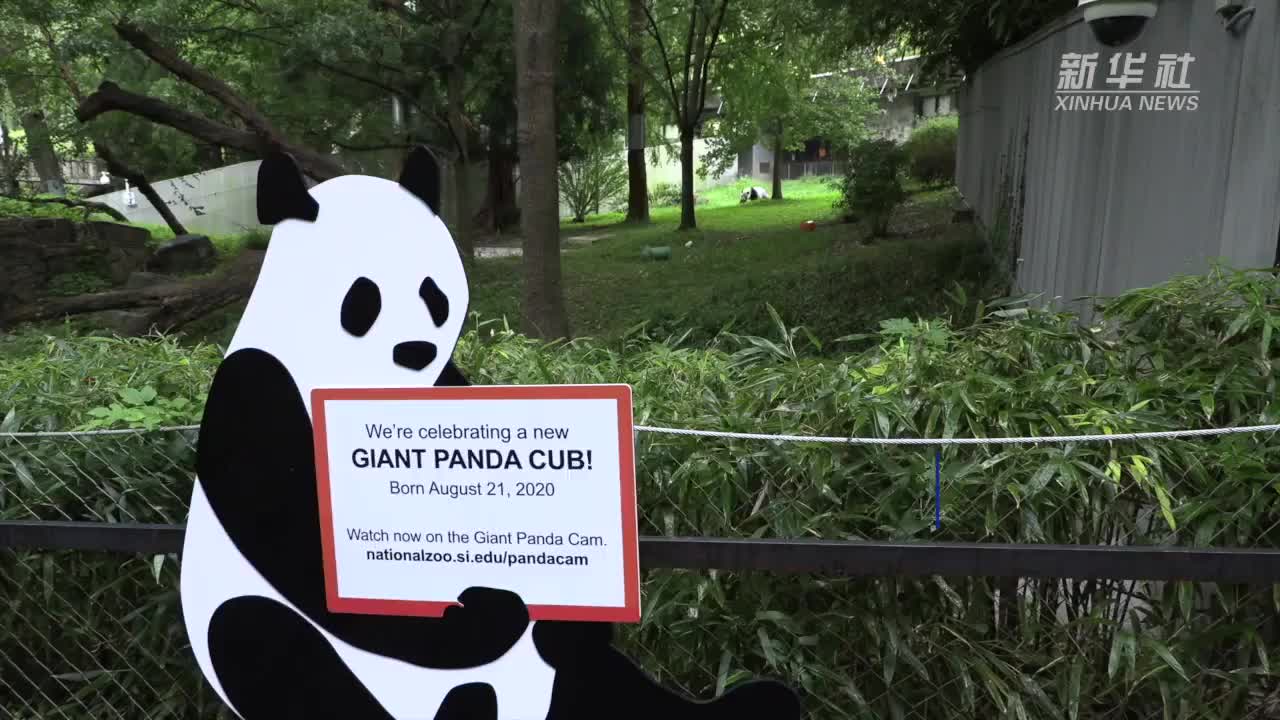 美国动物园回应旅美大熊猫美香近况