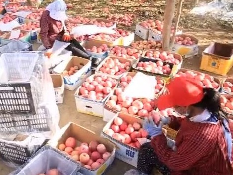 受低温冻害影响全国苹果产量略降，各地上市价格普遍高于去年