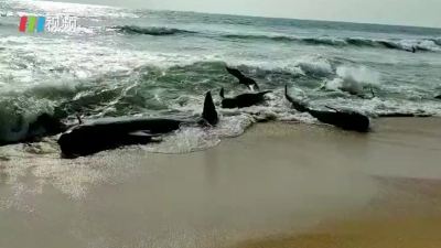 又现搁浅事件！数百头鲸鱼搁浅斯里兰卡海滩
