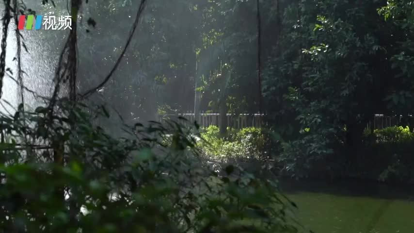棕熊12月还在纳凉？！深圳冬天的动物园是这样的大场面…