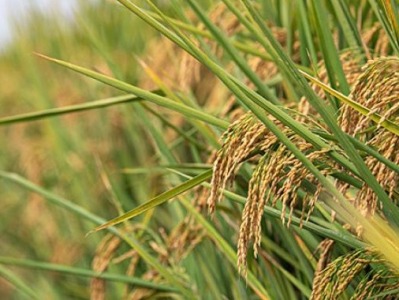 中国最北海岸6‰耐盐碱海水稻试种成功，平均亩产超三百公斤 