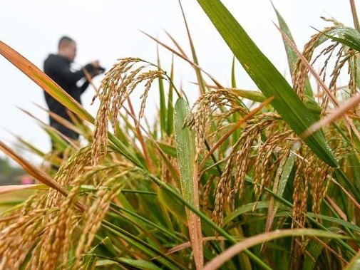 中国第三代杂交水稻双季稻亩产突破1500公斤 