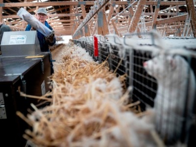 世卫组织：欧美六国貂养殖场发现新冠病毒