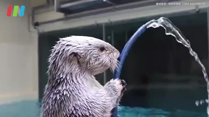 最萌消防员上线！日本水族館火灾演习海獭担任队长