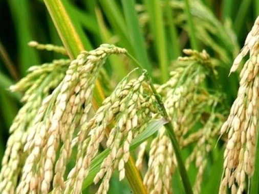农业农村部提早部署2021年杂交早稻供种工作 