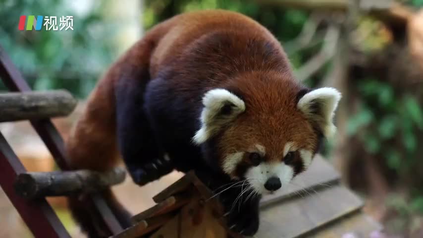 可爱无敌！小熊猫落户深圳野生动物园