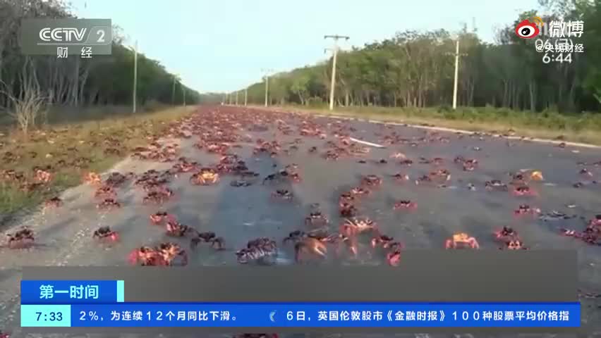 “蟹山蟹海”！圣诞岛红蟹年度大迁徙