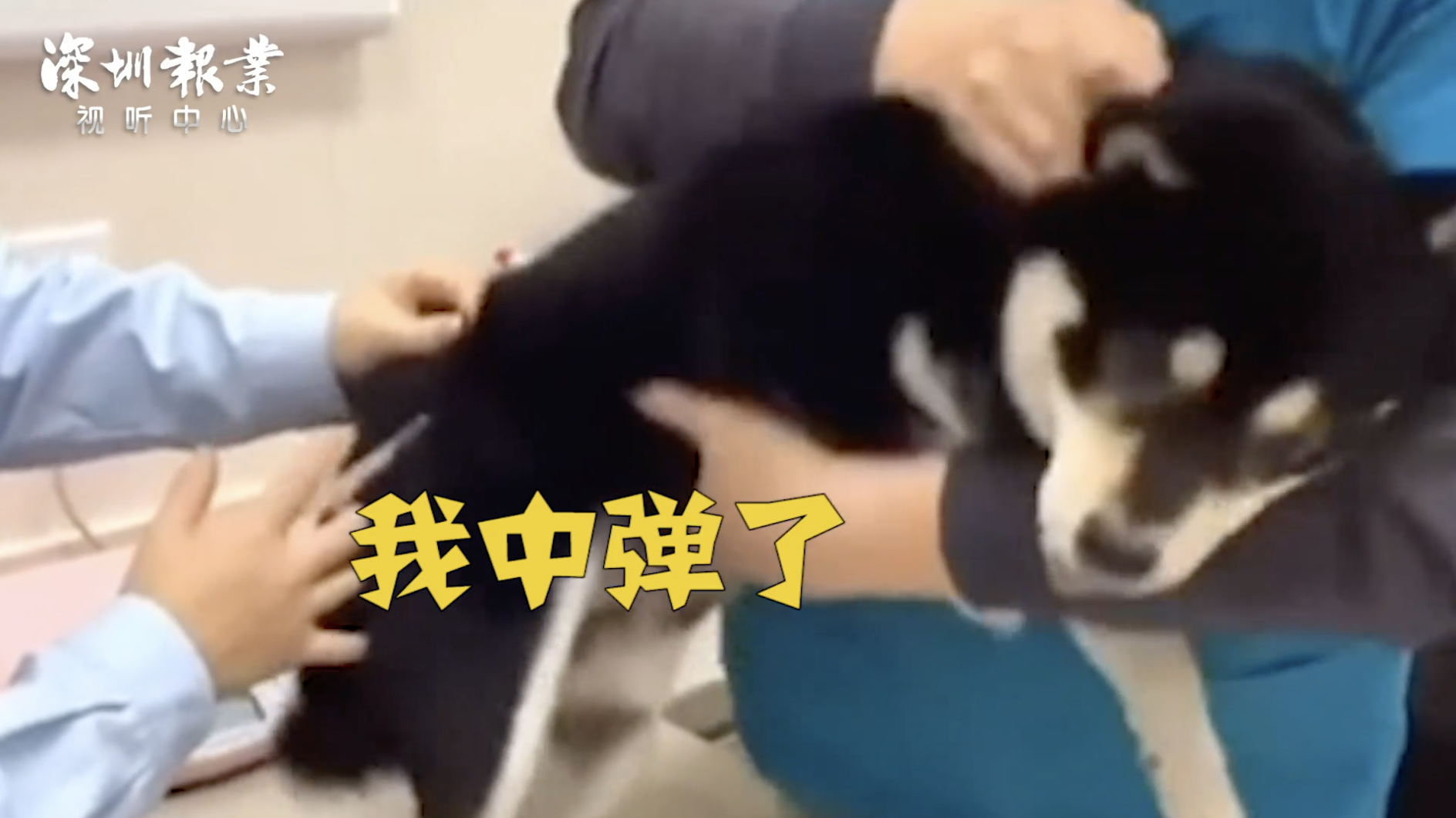 狗狗打针搞笑反应 网友：我找到你打针的视频了