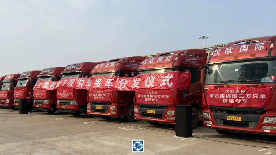 首批11267只羊已运抵武汉，分配方案定了！