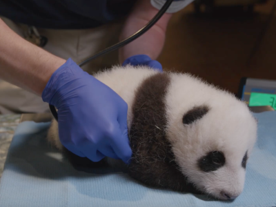 旅美大熊猫美香被投喂“冰坨子”？美国动物园这样回应