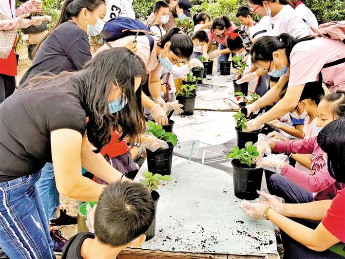 宝安民主社区：动一动，蔬菜种植真有趣 