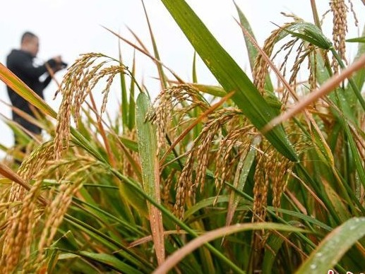 杂交水稻双季亩产再破纪录 亩产1500公斤意味着什么