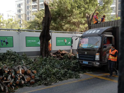 极速真探｜几十棵行道树为何几天内被砍伐一空？交通局回应来了！