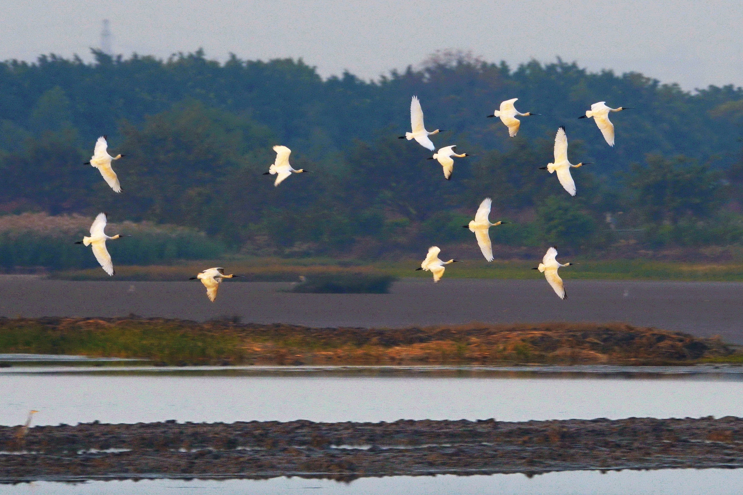 创下历史新纪录！南沙湿地发现52只黑脸琵鹭