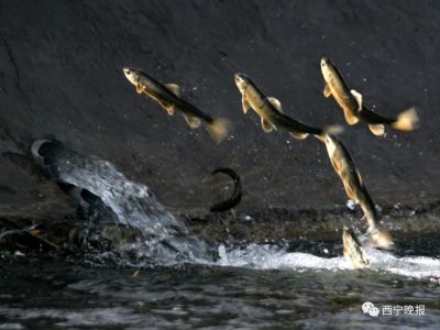 青海湖裸鲤资源蕴藏量恢复到10万吨，18年前仅2592吨
