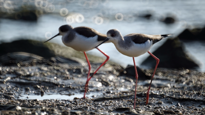 这个冬天，在深圳湾感受候鸟的栖息之美