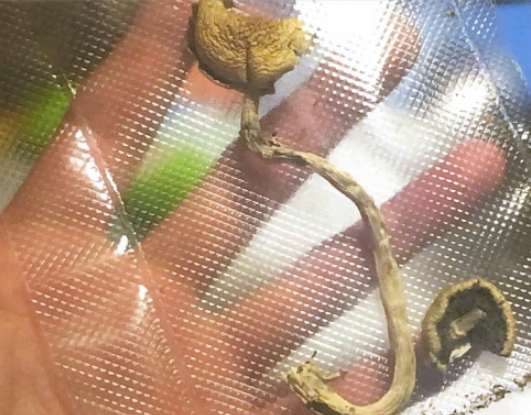 三个年轻人，都因为这种伪装的蘑菇而锒铛入狱，终日悔恨......