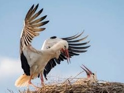 天津31只东方白鹳死亡，排除禽流感和人为投毒