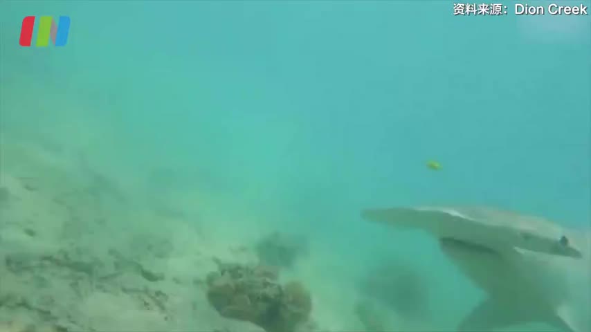 澳大利亚男子抓海鲜遇锤头鲨 抡起相机将鲨鱼砸跑