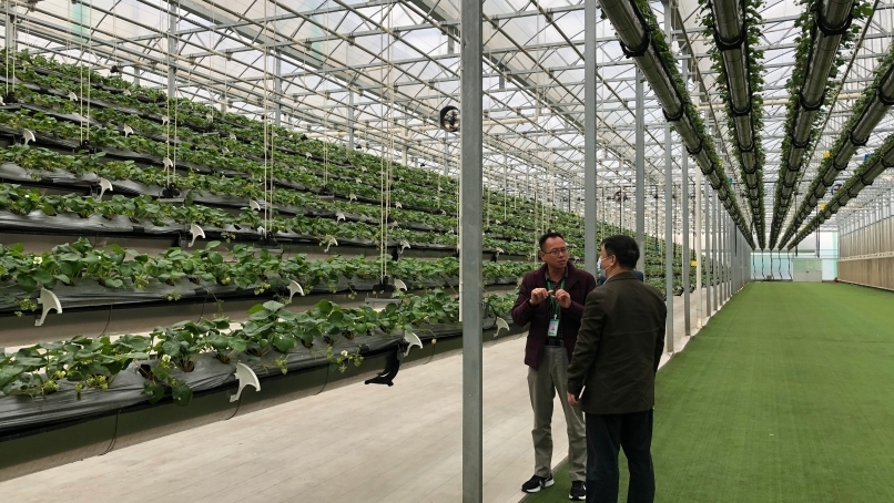 空中草莓、手机养鱼，广州打造符合国际一流湾区的都市农业
