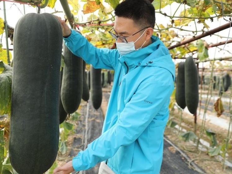 上千种新优蔬菜同台亮相，来广州蔬菜新品种展示推广会鉴赏