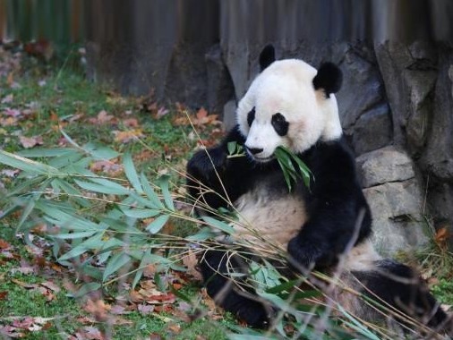 美国国家动物园大熊猫续约3年，美方：研究保护熊猫需要国际合作
