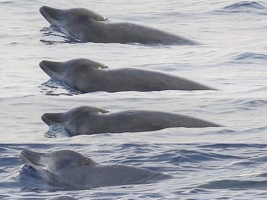 神秘物种，全球首次清晰目击活体！中国研究团队在南海发现喙鲸