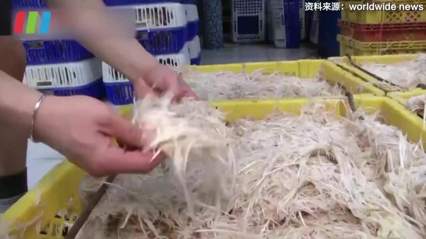 真·鸡毛菜？ 泰国小哥回收鸡毛做出高蛋白美食