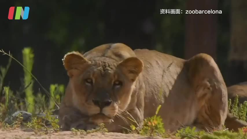 西班牙动物园四头狮子感染新冠