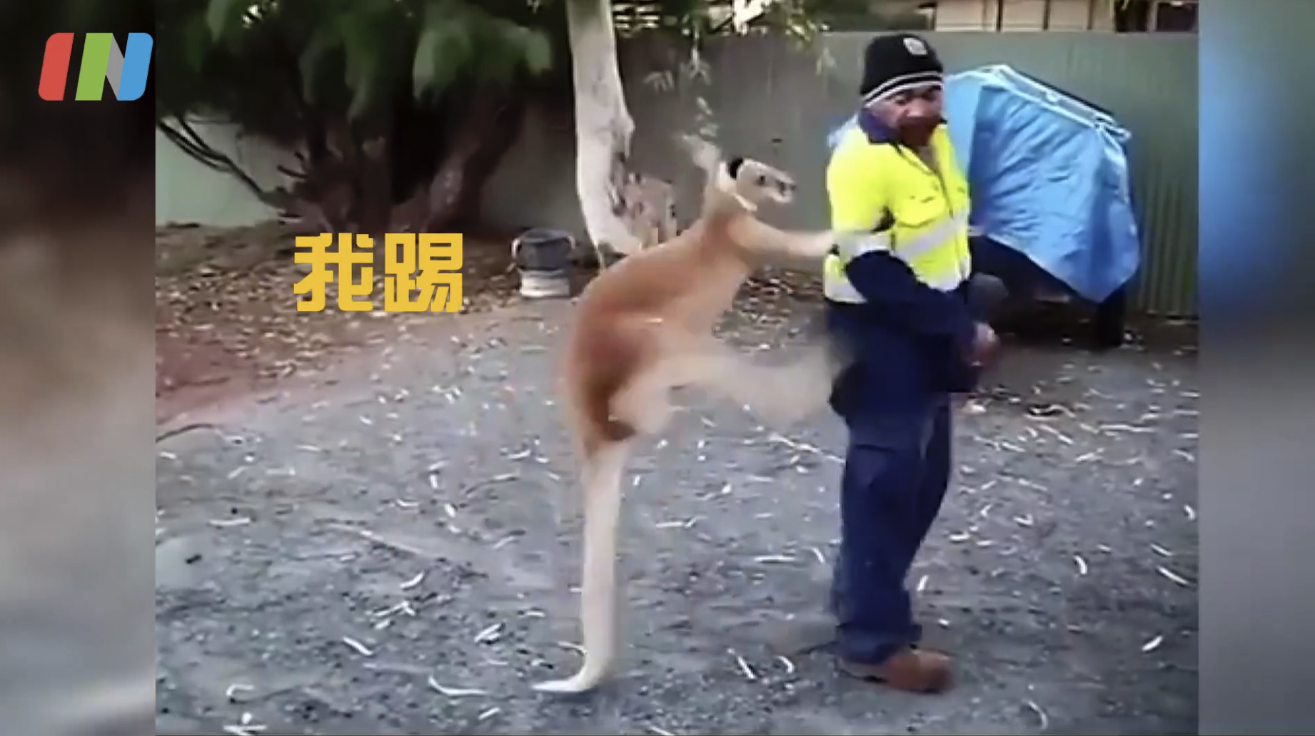 左正蹬、右鞭腿，还能用尾巴站立 这是货真价实的功夫袋鼠
