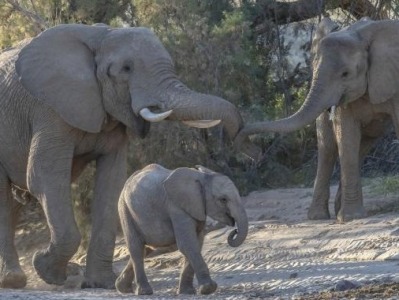纳米比亚因干旱拍卖170头大象，具备资质国内外买家可竞拍