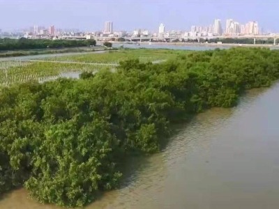 广东计划5年营造红树林5500公顷