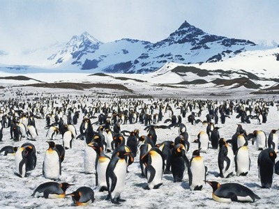 企鹅危机！巨大南极冰山将撞南乔治亚岛 