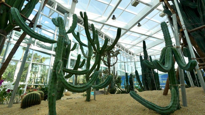 快来看！珠海市海天公园沙漠植物园又有新惊喜，增加了54个品种