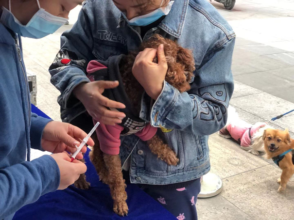 西乡街道举办养犬芯片植入宣传活动  