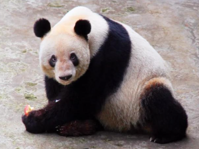全球最长寿圈养大熊猫“新星”去世 终年38岁 