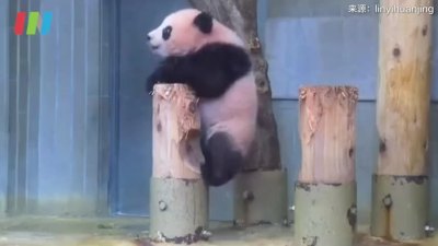 旅日大熊猫香香归国时间延长至明年5月