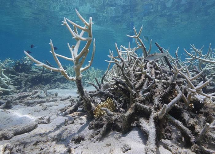 3亿年前的标本警告：珊瑚礁崩溃后恢复生机需要2300万年