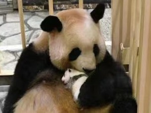 中国成都旅日熊猫宝宝征名开始啦！