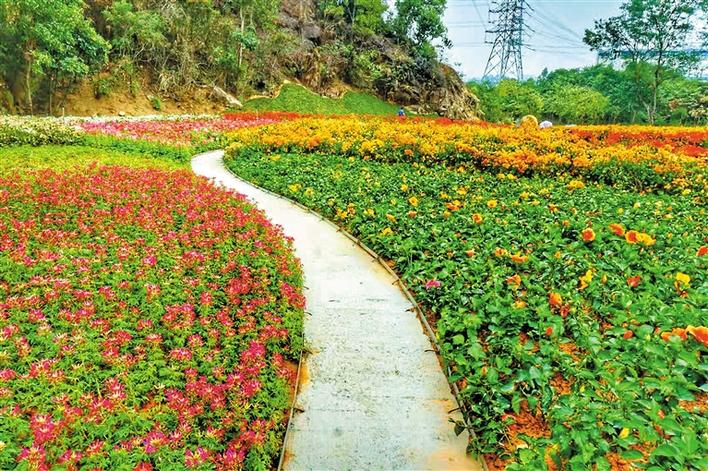 花在谷中开 人在花中游  松岗街道五指耙公园山谷花海成为又一“网红”打卡点