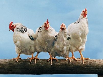 海关总署、农业农村部：禁止从爱尔兰输入禽类及其相关产品 