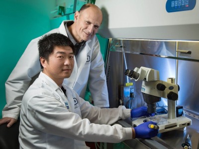 深圳华大生命科学研究院联手美国大学，首次培育出马鼠嵌合胚胎