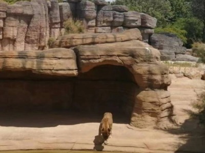 巴塞罗那动物园确认园中四只狮子曾感染新冠肺炎