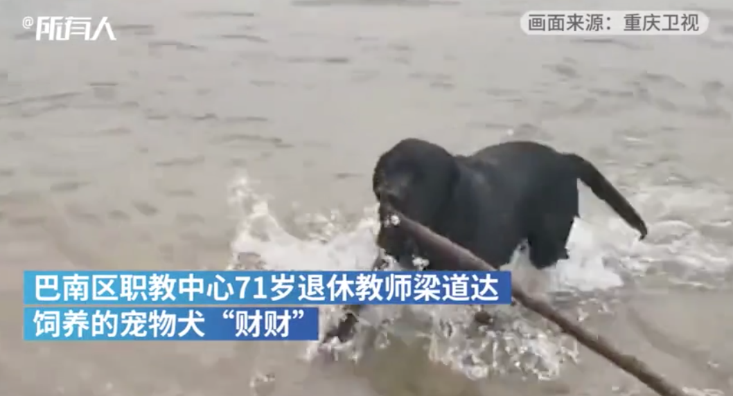 3年捡2800余件垃圾，宠物狗成长江“环保卫士”
