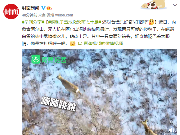 俩狍子雪地撒欢萌态十足 还对着镜头好奇“打招呼”