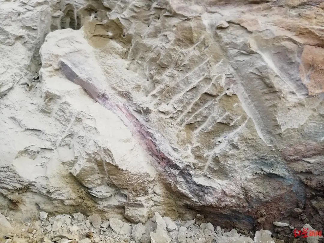 四川一市民散步发现恐龙化石，发掘已启动