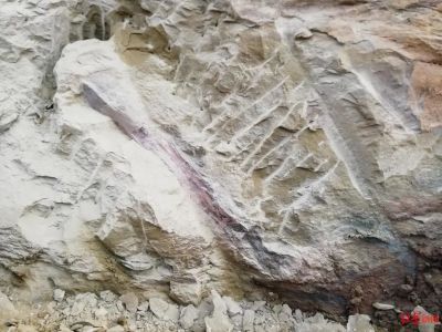 四川一市民散步发现恐龙化石，发掘已启动