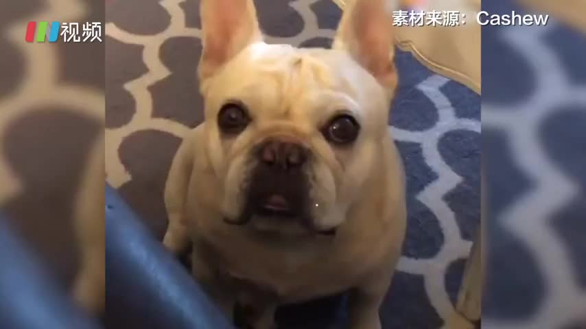 开饭前三个小时就肚子饿了 看狗狗用浑身解数骗得狗粮