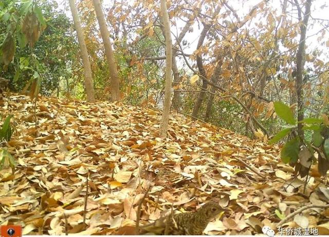 独家 | 虎斑地鸫光临华侨城湿地？鸟类专家确定系怀氏虎鸫