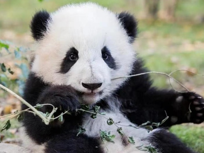 @所有人丨总奖金超20万！成都熊猫基地面向全球征集LOGO！
